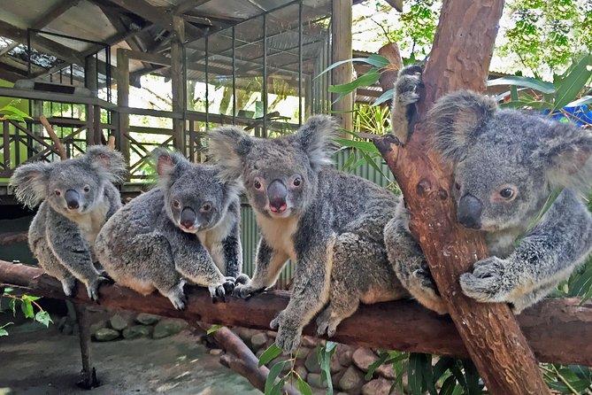 Grand Kuranda including Skyrail and Kuranda Scenic Railway - Lunch, culture, and the Pamagirri experience