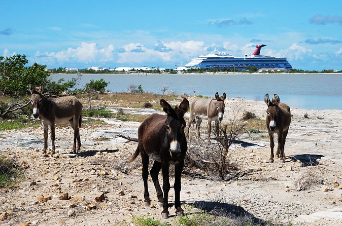 Grand Turk Historical Sightseeing Tour by Tram - Cockburn Town, food tastings, and free time
