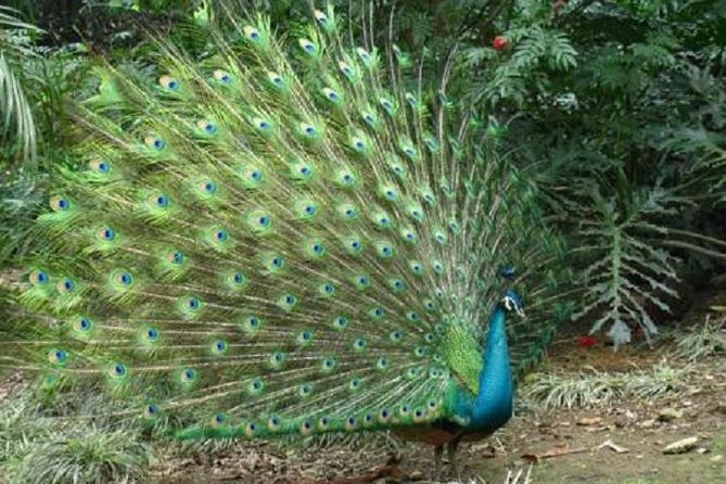 Guangzhou City Tour for Travellers from Hong Kong by Bullet Train - Yuexiu Park and the Five-Ram Statue