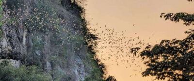 Half-day swing bridge, bamboo train, batcave & Killing cave