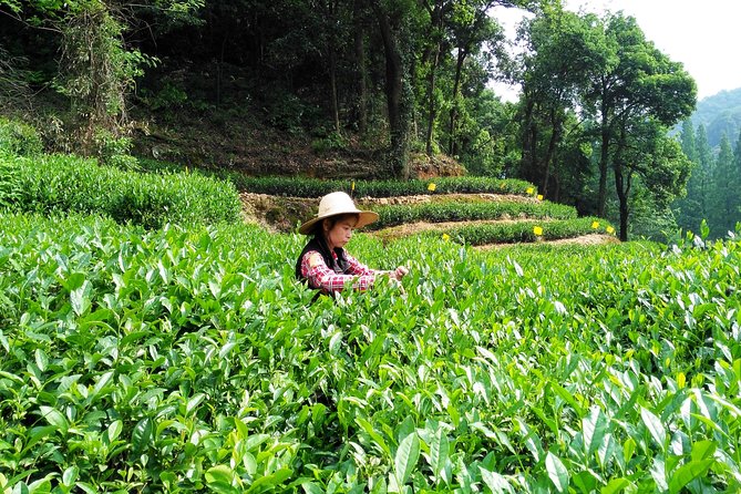 Hangzhou Private Customized Day Trip from Shanghai by Bullet Train - Why the Shanghai to Hangzhou train matters