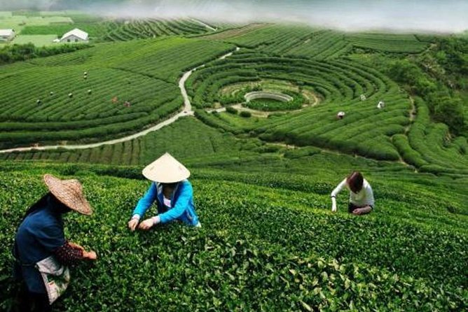 Hangzhou Private Customized Day Trip from Shanghai by Bullet Train - Lunch among the Longjing tea fields