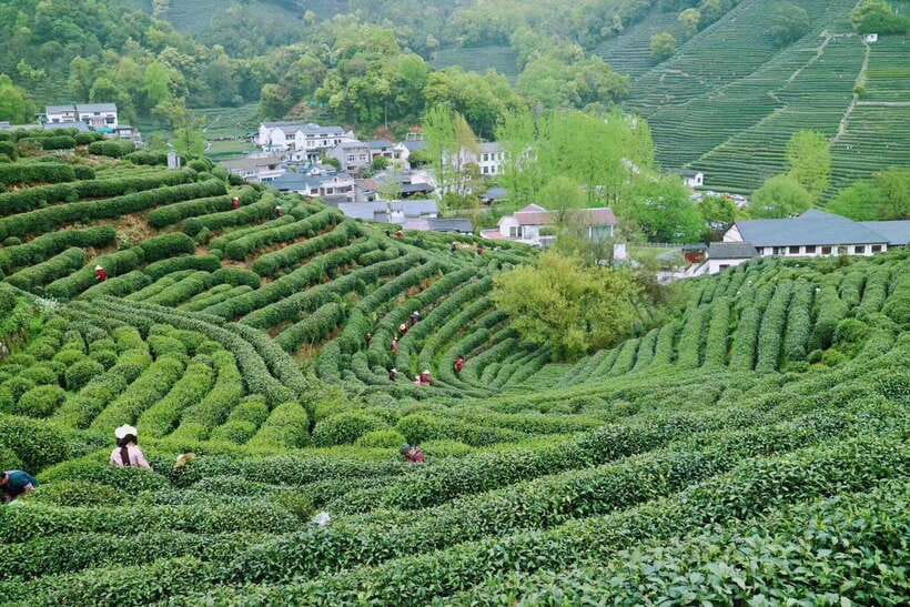 Hangzhou Private Day Trip by Bullet Train from Shanghai - Faxi Temple and the wooden Buddha