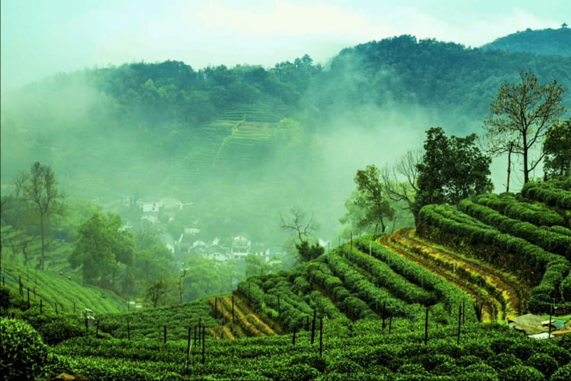 Hangzhou Private Day Trip by Bullet Train from Shanghai - Tea country in Longjing village