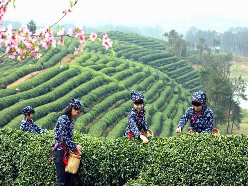 Hangzhou Private One Day Trip from Shanghai by Bullet Train - Key points to know before booking