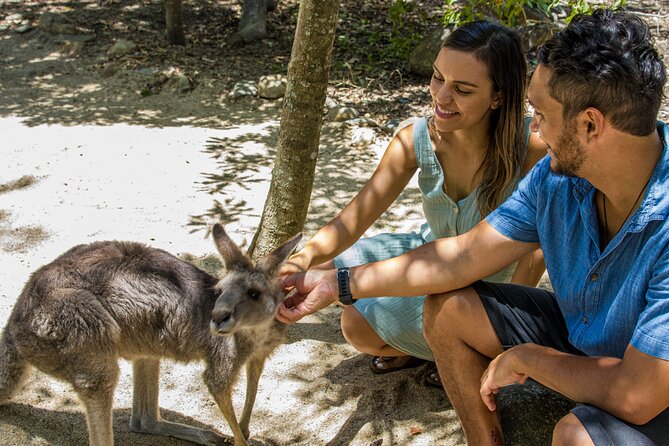 Hartley Crocodile Park with Kuranda, Skyrail Cableway and Train - Sunset at Palm Cove