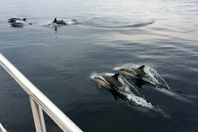 Jacobite Train and Private Cruise of Loch Nevis with Lunch - Should you book the Jacobite and Loch Nevis day?