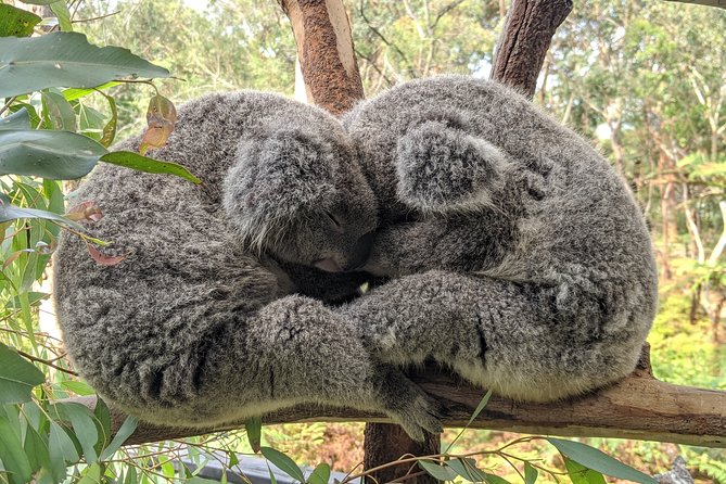 Koala & Kangaroos Experience, Waterfalls and Scenic Train Journey - The Australian Reptile Park: 1 hour and 40 minutes with Australian wildlife