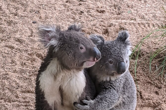 Koala & Kangaroos Experience, Waterfalls and Scenic Train Journey - Woy Woy and Brisbane Water: pelicans and waterside towns