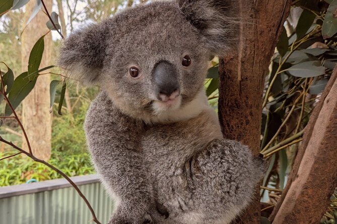 Koala & Kangaroos Experience, Waterfalls and Scenic Train Journey - Brisbane Water National Park: waterfalls, flowers, and an easy bush walk