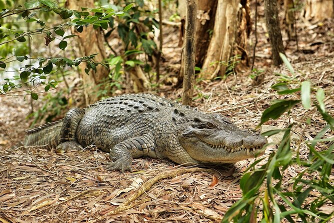 Kuranda, Scenic Rail, Skyrail and Hartley's Crocodile Adventures - Who will enjoy this day most