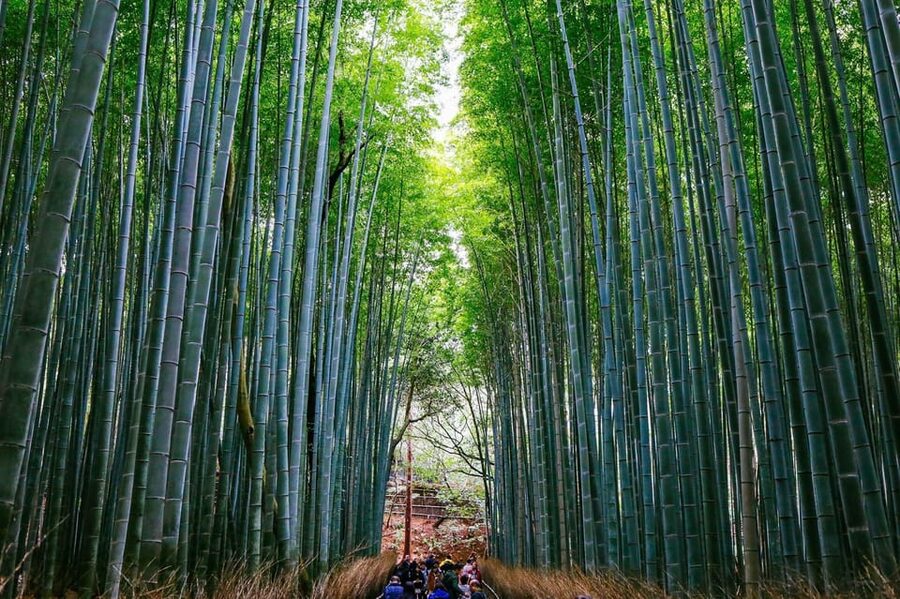 Kyoto: Arashiyama Tour with optional Sagano Romantic Train - Walking through the Arashiyama Bamboo Forest