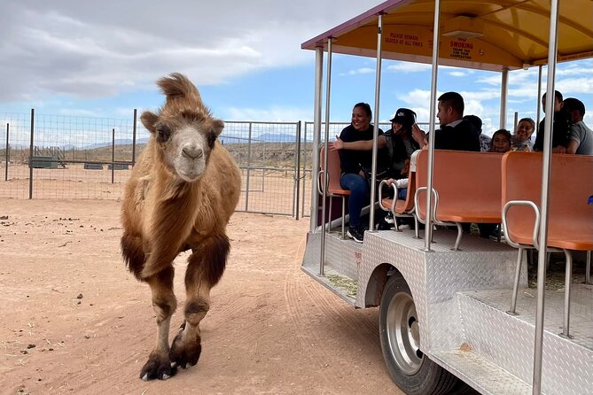 Las Vegas Safari Tram Ride and Zoo Tour at Camel Safari - Key points before you go
