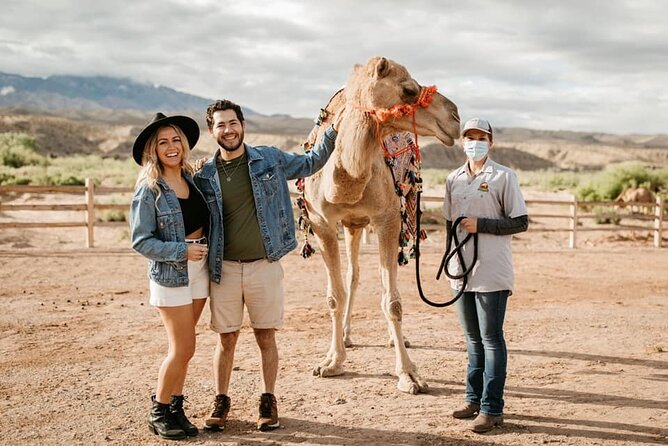 Las Vegas Safari Tram Ride and Zoo Tour at Camel Safari - Meeting the ambassador camels
