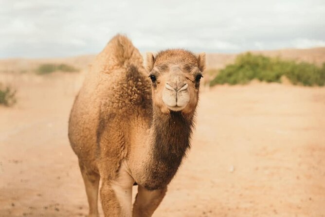 Las Vegas Safari Tram Ride and Zoo Tour at Camel Safari - Heat, weather, and what to bring