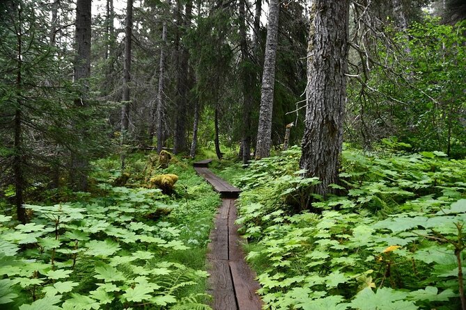 Laughton Glacier Hike and White Pass Rail Adventure - Stepping onto the glacier ice