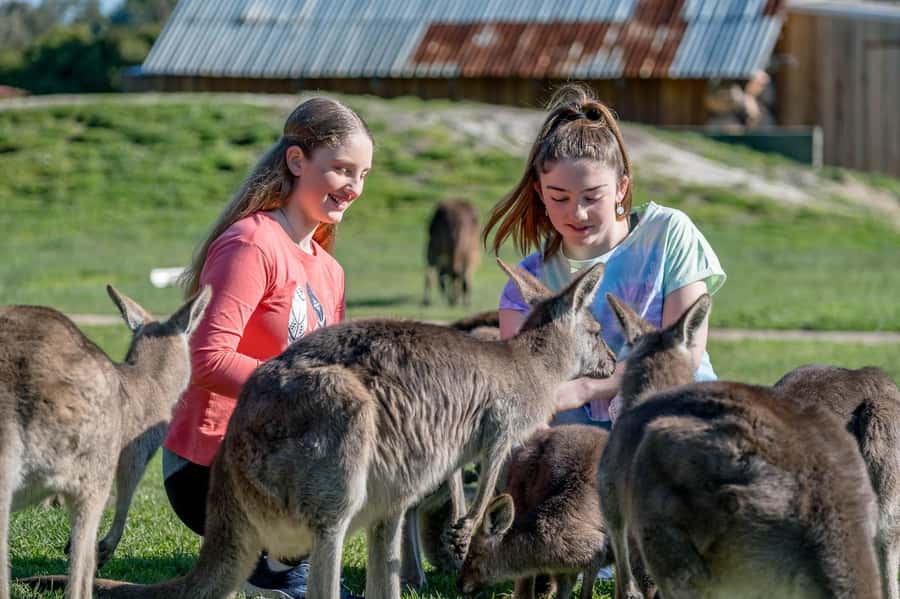 Melbourne: Penguin Parade Tour with Puffing Billy Train Ride - Key points at a glance