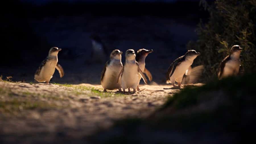 Melbourne: Penguin Parade Tour with Puffing Billy Train Ride - Should you book it?