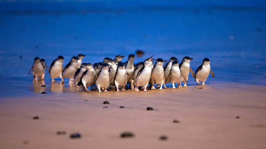 Melbourne: Penguin Parade Tour with Puffing Billy Train Ride - Why the penguin parade is the day’s main event