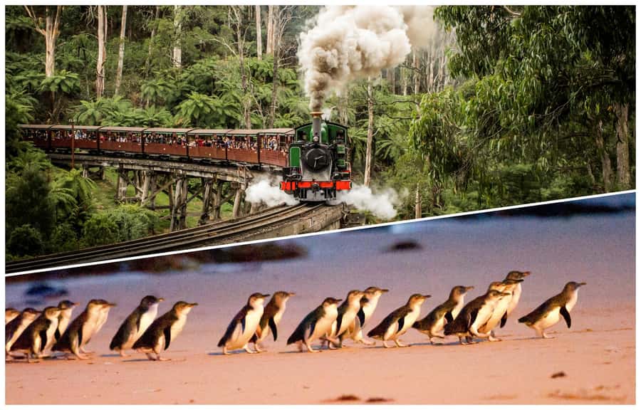 Melbourne: Puffing Billy Railway & Penguin Parade Day Tour - Why this day trip works so well from Melbourne