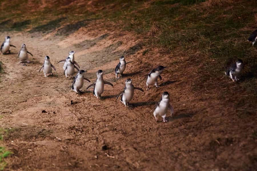 Melbourne: Puffing Billy Railway & Penguin Parade Day Tour - The Nobbies boardwalk and Bass Strait views