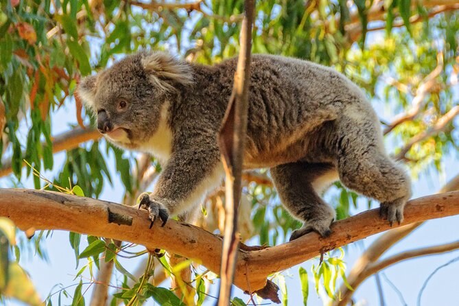 Melbourne Puffing Billy Train and Penguin Parade Day Tour Escape - A tight schedule needs a good driver