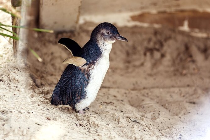 Melbourne Puffing Billy Train and Penguin Parade Day Tour Escape - What the $121.21 price really covers