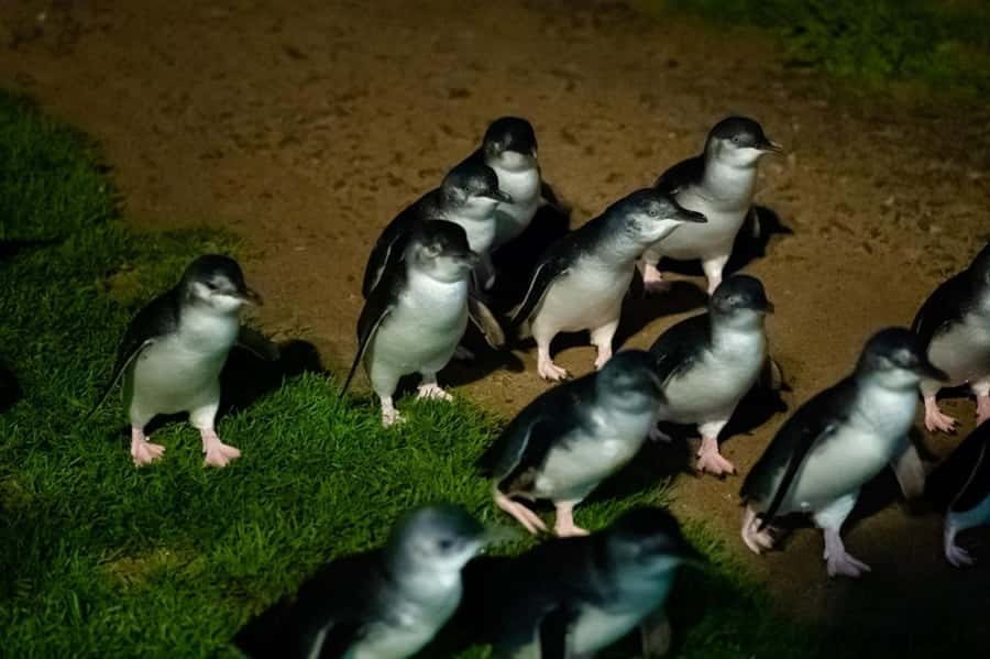 Melbourne: Puffing Billy Train & Penguin Island Excursion - Deciding on the Maru Koala and Animal Park