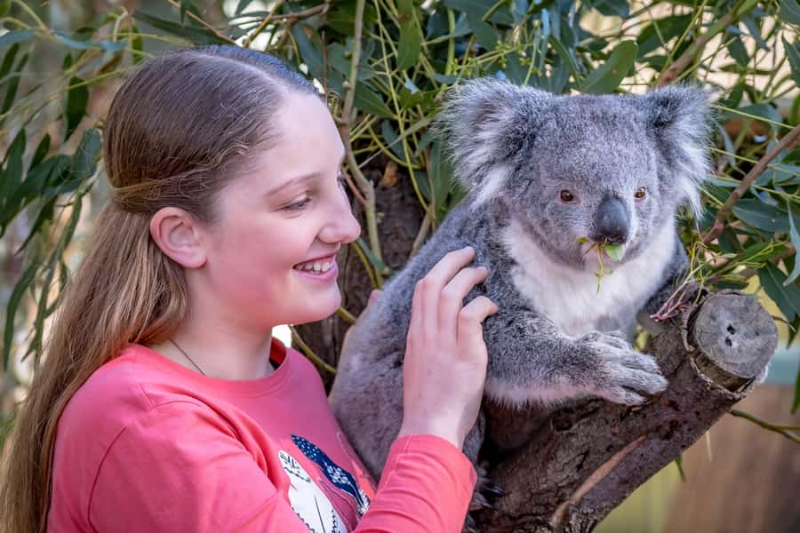 Melbourne: Puffing Billy Train & Penguin Island Excursion - Dinner in Cowes or at the Nobbies Centre
