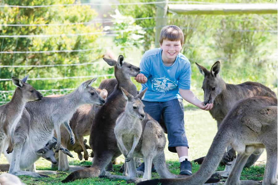 Melbourne: Puffing Billy Train & Penguin Island Excursion - Who should book this day trip?