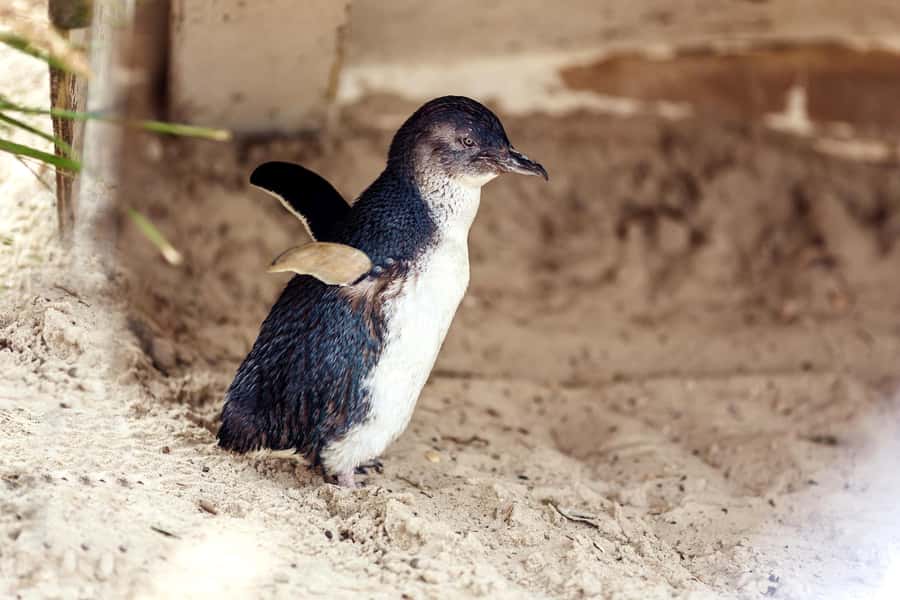 Melbourne: Puffing Billy Train & Penguin Parade Adventure - Why Puffing Billy makes this more than a wildlife trip
