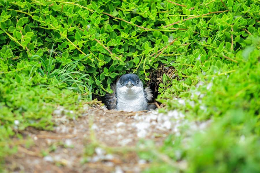 Melbourne: Puffing Billy Train & Penguin Parade Adventure - Maru Koala and Animal Park: useful, but not essential