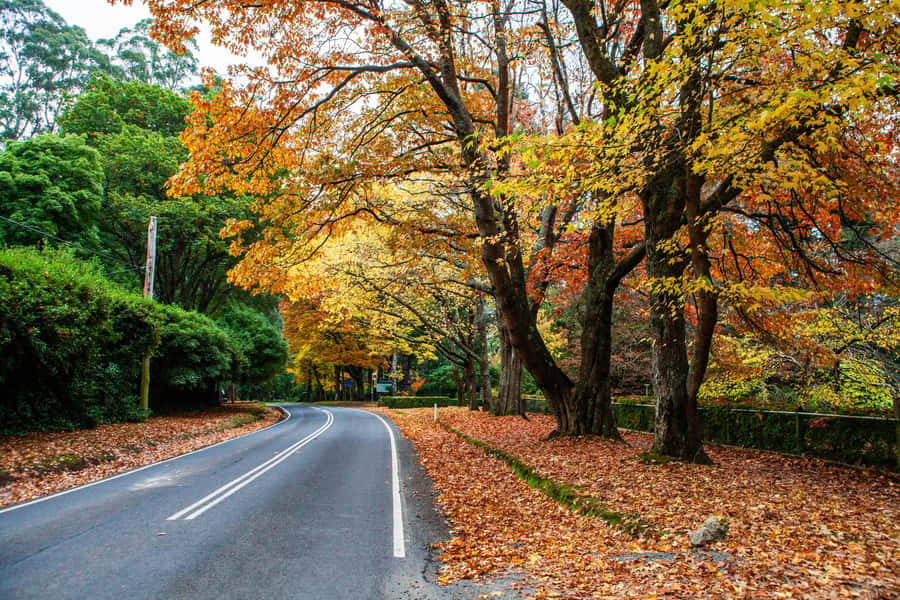 Melbourne: Puffing Billy Train & Penguin Parade Adventure - Who should book this day trip?
