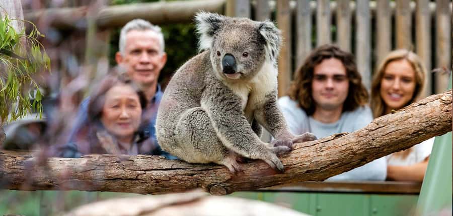 Melbourne: Puffing Billy Train Wildlife Zoo Private Tour - Why Puffing Billy makes the day worth planning around