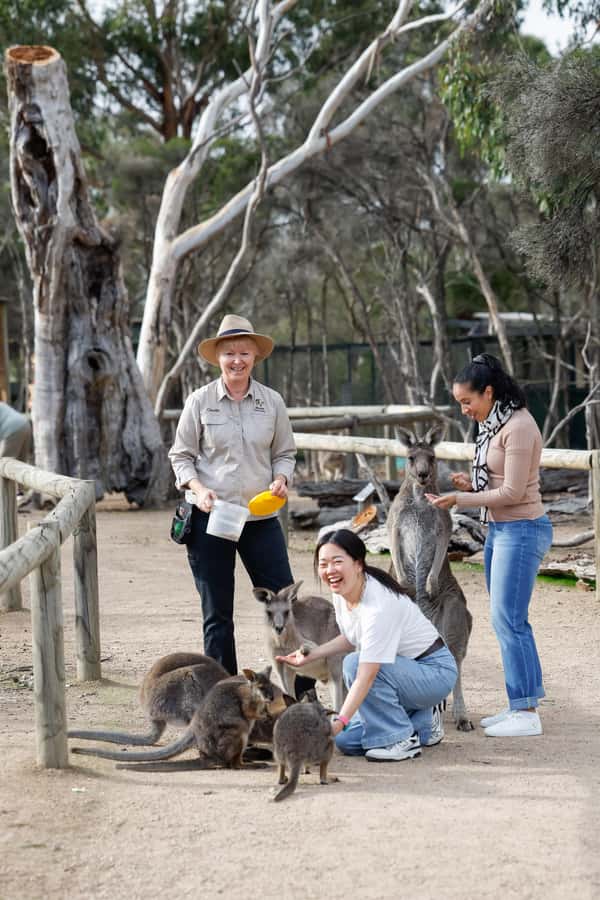 Melbourne: Puffing Billy Train Wildlife Zoo Private Tour - What the $559 price really covers