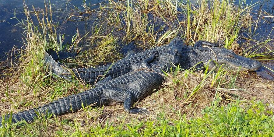 Miami: Everglades Airboat Ride and Tram Tour - Shark Valley and the 15-mile tram route