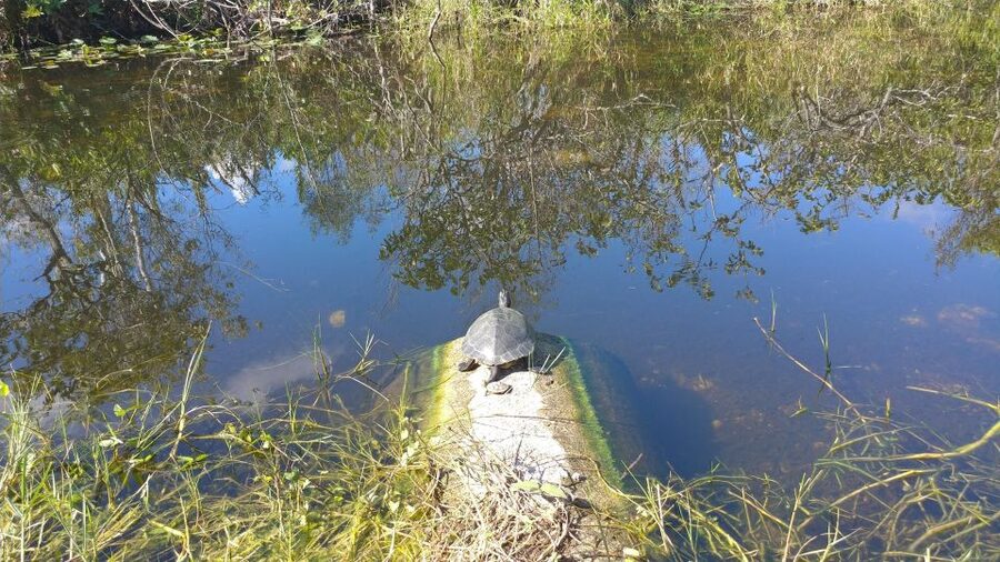 Miami: Everglades Airboat Ride and Tram Tour - The halfway lookout tower