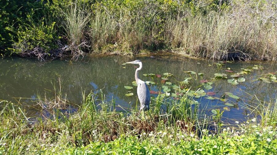 Miami: Everglades Airboat Ride and Tram Tour - Wildlife, scenery, and the role of the guide
