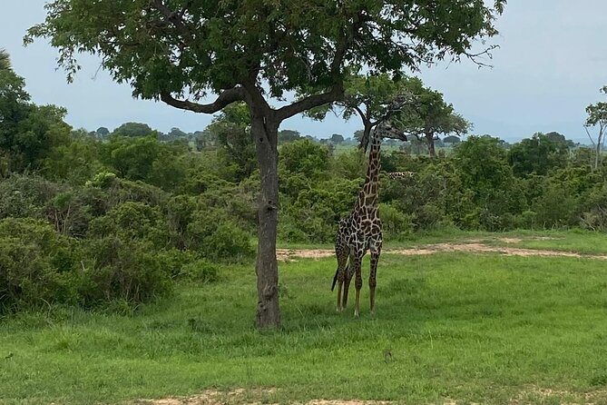 Mikumi National Park Day Trip by Train From Dar Es Salaam - What the private format changes