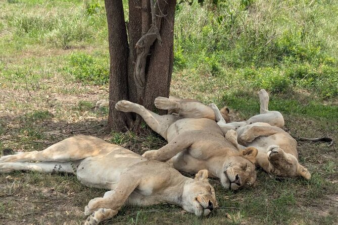 Mikumi National Park Day Trip by Train From Dar Es Salaam - Lunch, service, and the human side of the tour