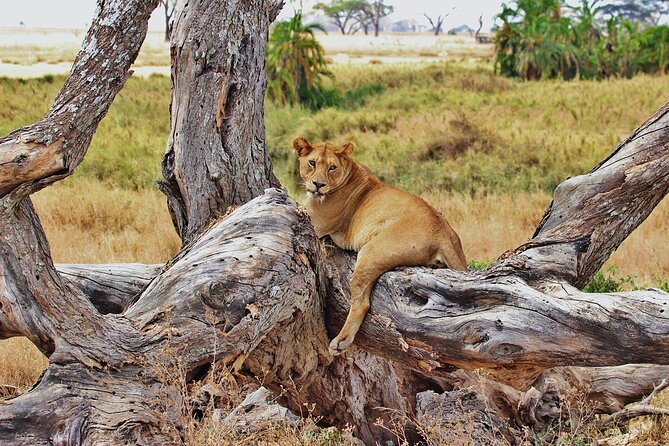 Mikumi National Park Day Trip by Train From Dar Es Salaam - Seven hours among Mikumi’s wildlife