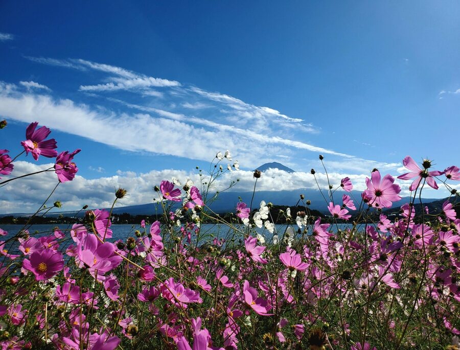 Mount Fuji & Hakone Private Tour with Bullet Train Return - Owakudani Valley and the smell of sulfur