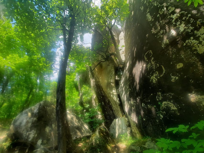 Mountain Train Experience: Hike & Mystic Forest (From Nice) - Who should book this mountain train day