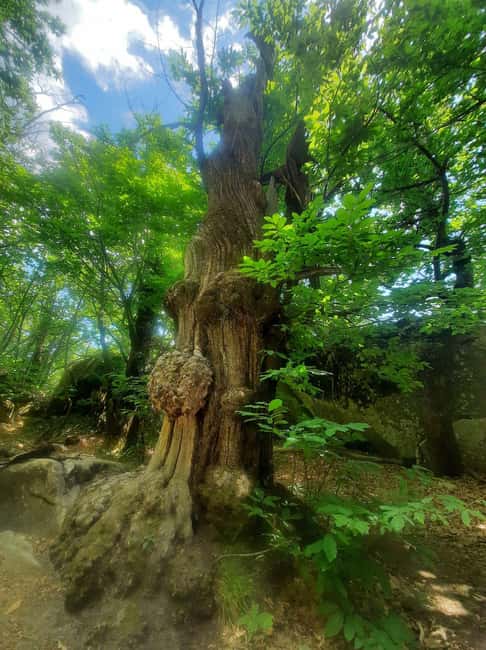 Mountain Train Experience: Hike & Mystic Forest (From Nice) - Is the $188 price good value?