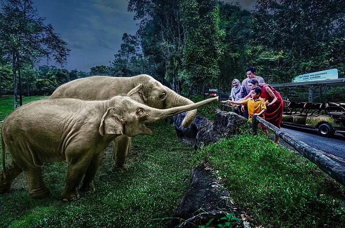 Night Safari Tickets with Tram Ride - The value of the $65.52 ticket