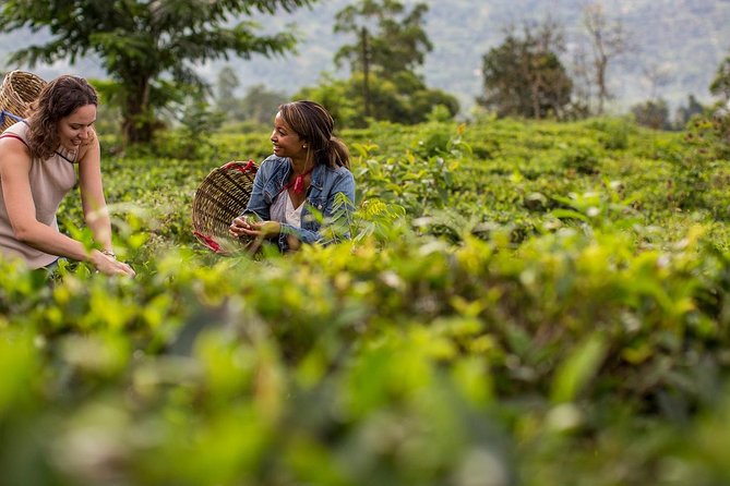 Nuwara Eliya from Kandy by Train - Bluefield Tea Gardens and the tea-making story