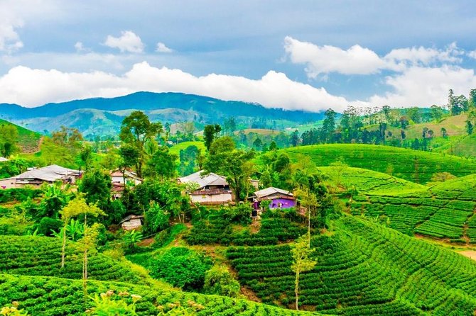 Nuwara Eliya journey by Train and car (2 Days with 01 Night) - Damro Labookellie Tea Centre and Tea Garden