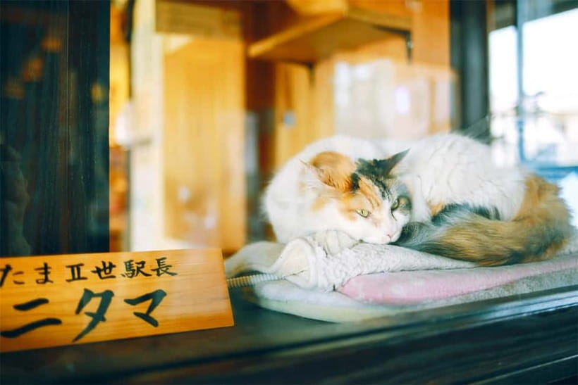 Osaka: Wakayama Cat Train, Seafood market, Hot Springs Tour - ToreTore Market and the tuna cutting show