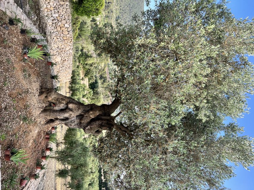 Palma: Orange Valley Vintage Train and Orange Farm Tour - Returning by tram, then train