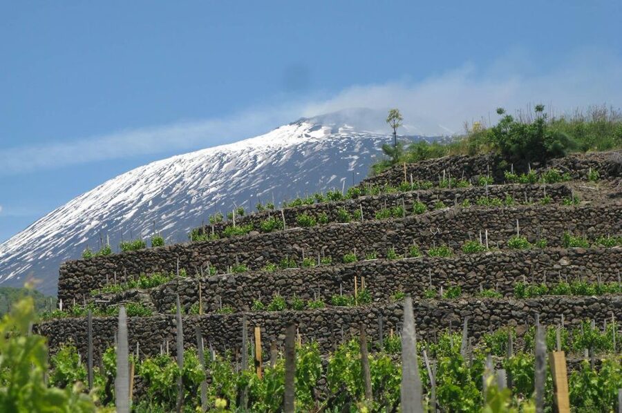 Piedimonte Etneo: Etna Wine Train Tour & Sicily Wine tasting - What the first winery tasting includes